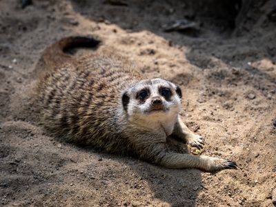 Erdmännchen im Zoo Aschersleben