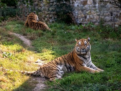 Tiger im Zoo Aschersleben