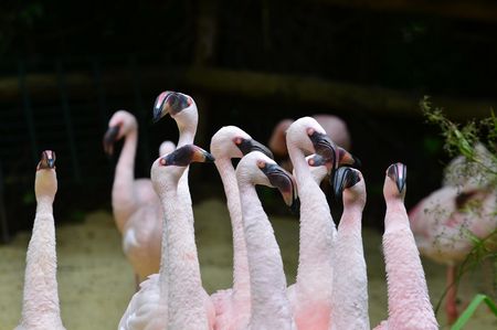 Das Bild zeigt eine Gruppe von Flamingos im Zoo von Aschersleben. 